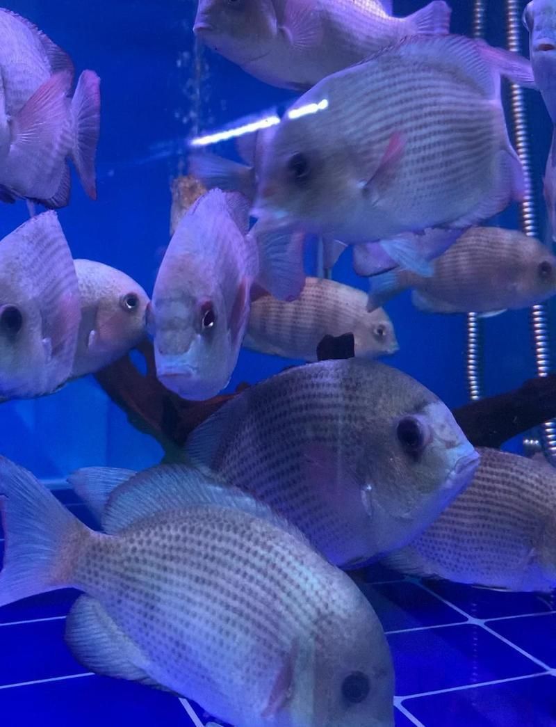 馬拉莫寶石魚最怕三個東西