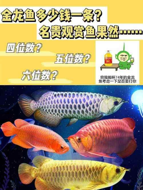 金龍魚的市場價格波動大嗎？