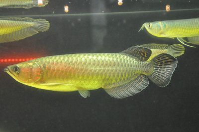 澳洲金龍魚(yú)有幾種：金龍魚(yú)養(yǎng)殖技術(shù)及種類(lèi)分析
