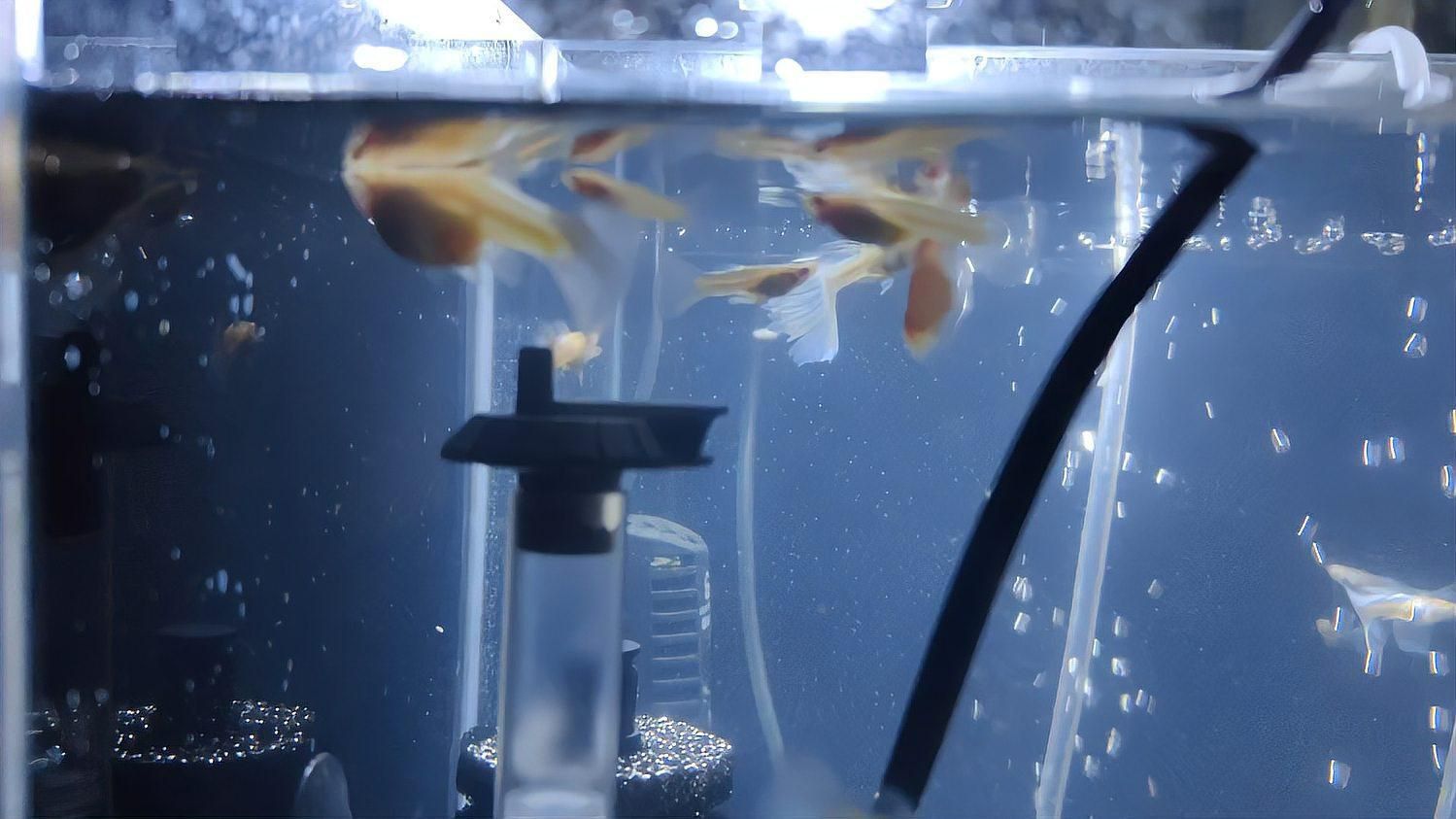 孔雀魚怎么判斷快生了
