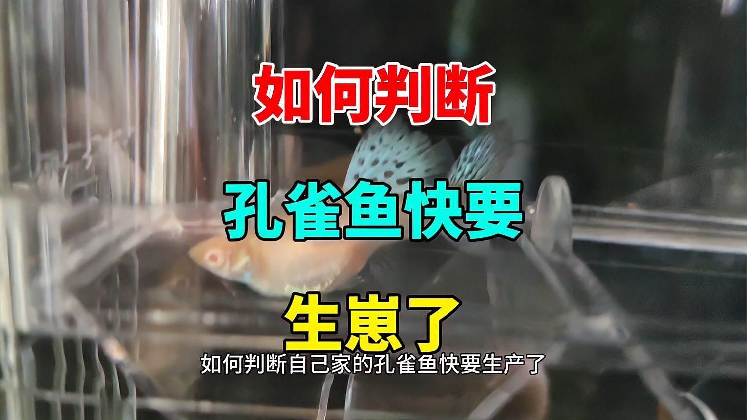 孔雀魚怎么判斷快生了