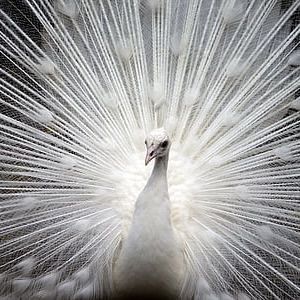 金魚貓最討厭什么顏色