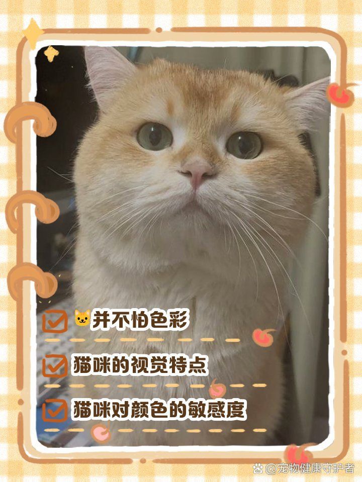 金魚貓最討厭什么顏色