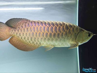 金龍魚的光照需求和燈光選擇和使用方法可以顯著提升顏色和美觀度：金龍魚開什么燈光養 金龍魚的光照需求和燈光選擇和使用方法可以顯著提升顏色和美觀度：金龍魚開什么燈光養 龍魚百科 第1張