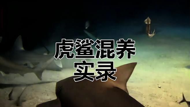 龍魚和虎鯊可以混養嗎 龍魚和虎鯊可以混養嗎 龍魚百科 第2張