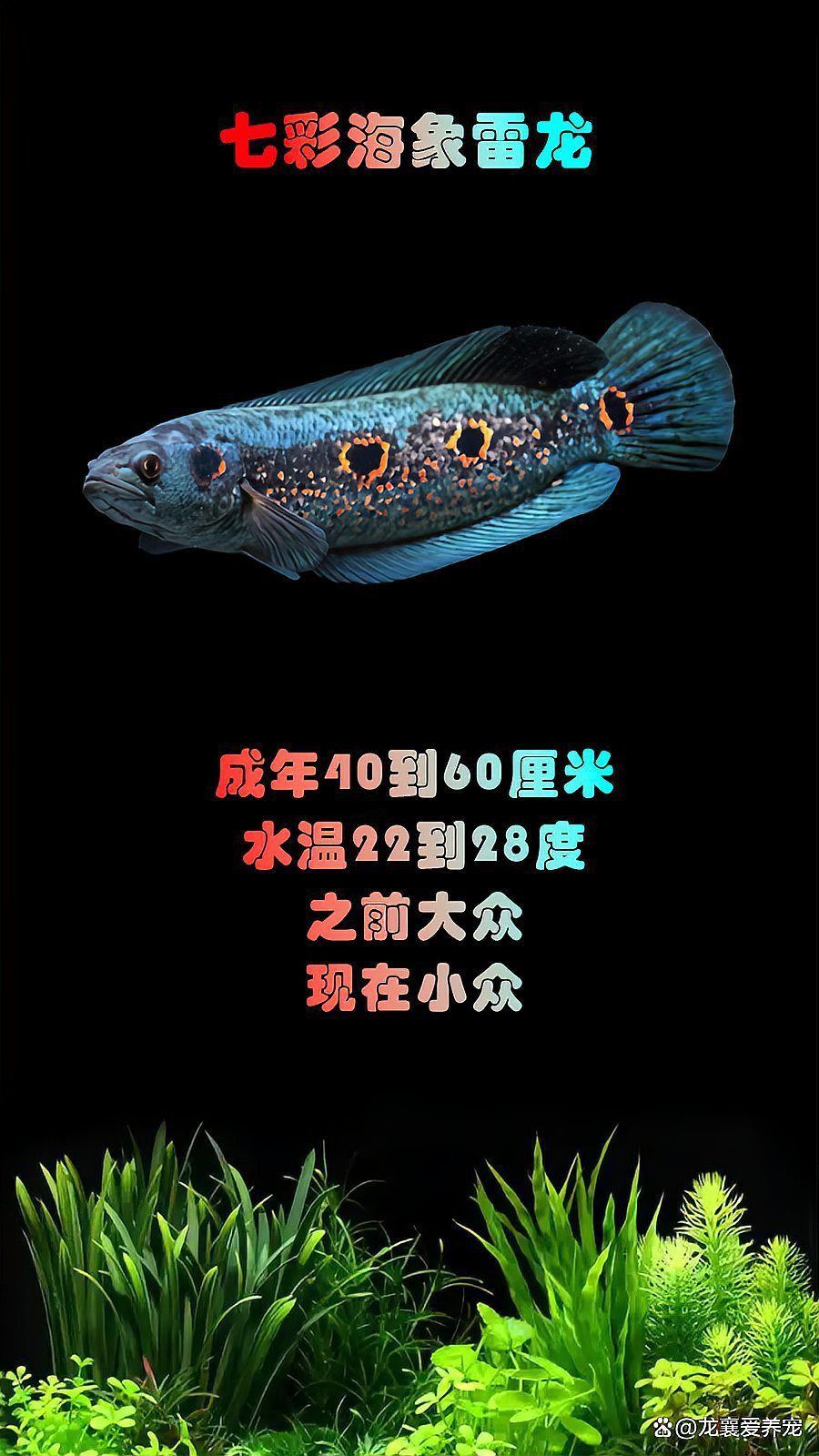 雷龍魚品種價格表