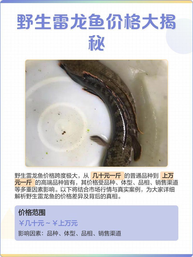 雷龍魚品種價格表