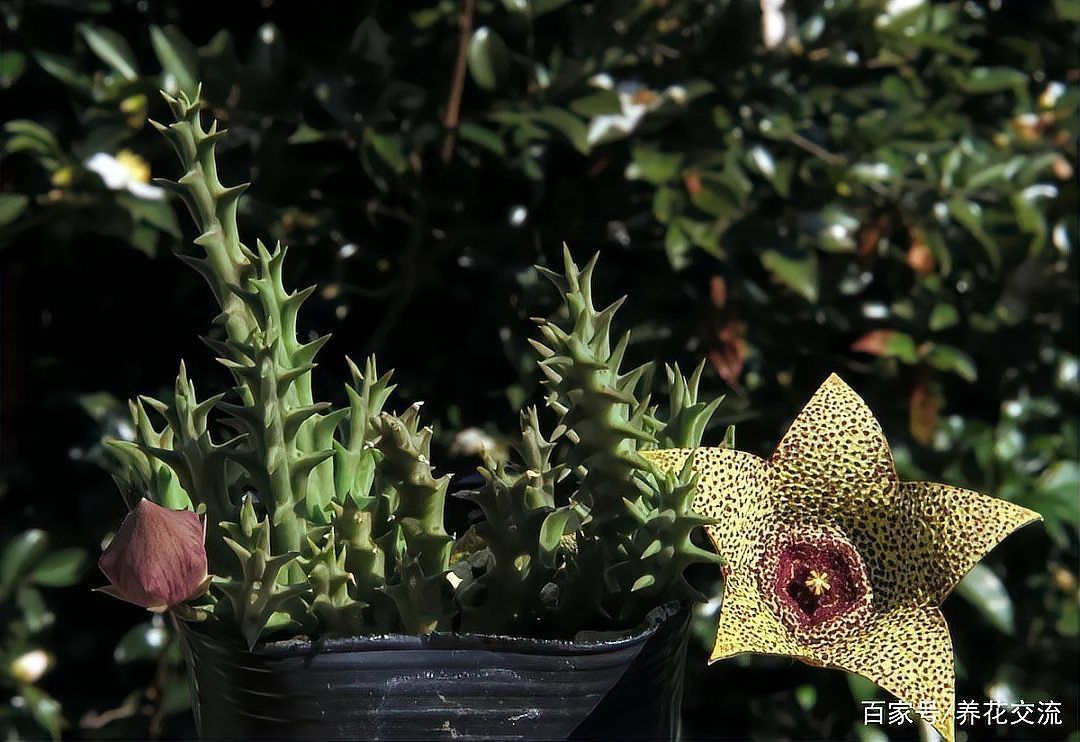 龍魚缸那個牌子最好：選擇龍魚缸品牌是一個重要的考慮因素以下四個品牌