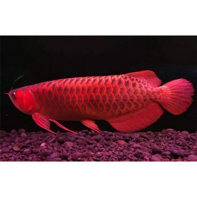 澳洲珍珠龍魚怎么養：澳洲珍珠龍魚養殖技術