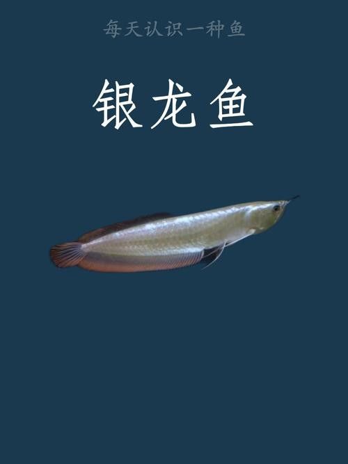 銀龍魚混養(yǎng)最佳搭配圖解大全圖片