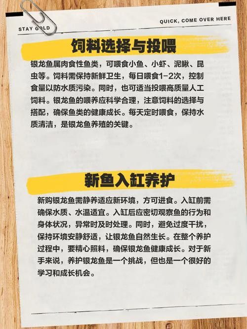 銀龍魚混養(yǎng)最佳搭配圖解大全圖片