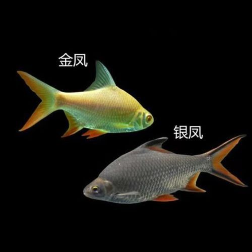 銀龍魚混養(yǎng)最佳搭配圖解大全圖片