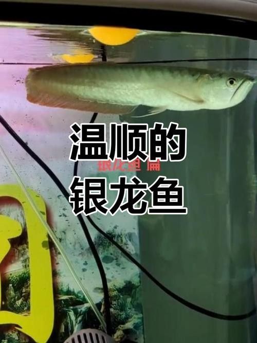 銀龍魚混養(yǎng)最佳搭配圖解大全圖片