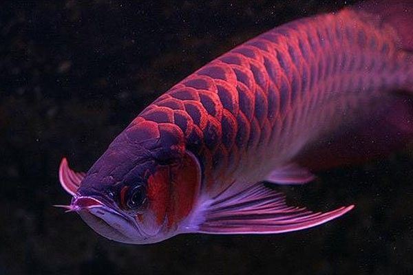 龍魚在水面上不動
