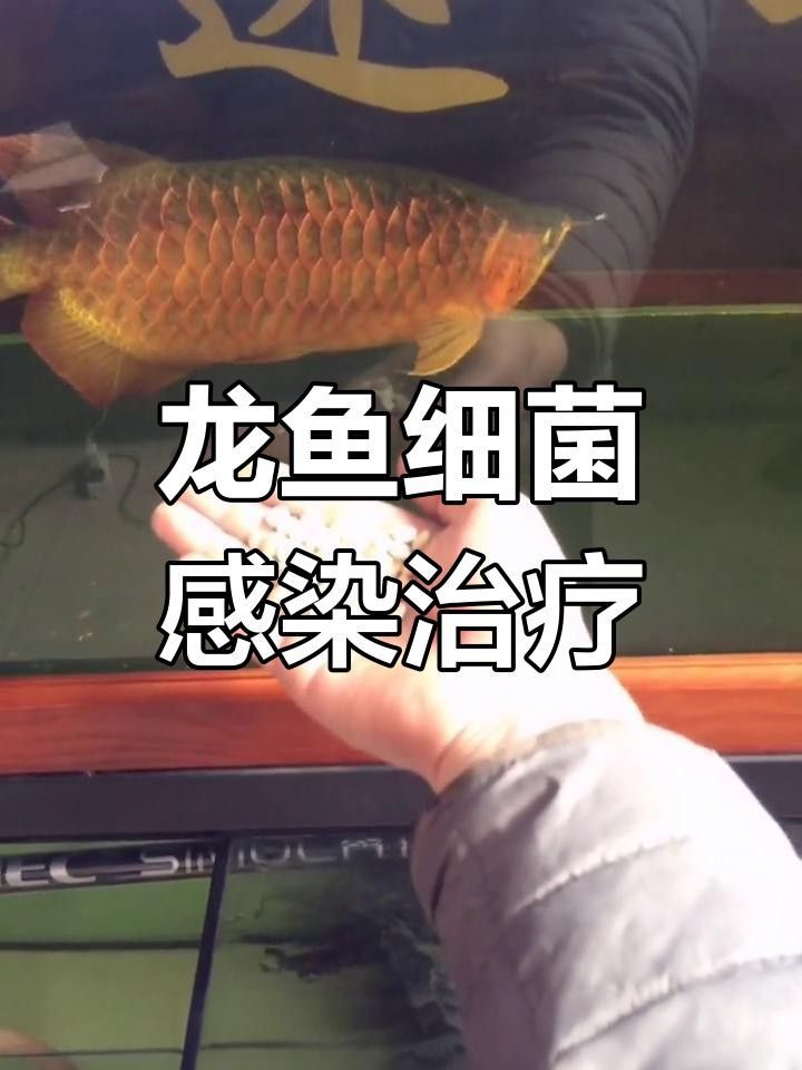 龍魚細菌感染后應該如何治療？