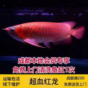 和興超神龍魚：關(guān)于和興超神龍魚的一些詳細(xì)信息