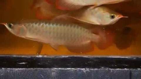 和紅龍魚混養的高端魚種：與紅龍魚混養的高端魚種