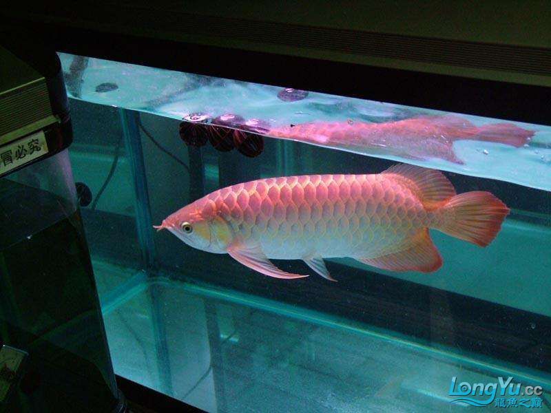 和紅龍魚混養的高端魚種：與紅龍魚混養的高端魚種