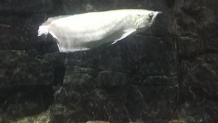 龍魚和財神魚混養：龍魚和財神魚混養的成功秘訣
