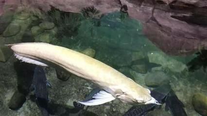 龍魚和財神魚混養：龍魚和財神魚混養的成功秘訣