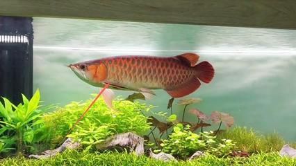 金龍魚吃蜈蚣有什么好處：金龍魚吃蜈蚣有什么好處,吃什么食物最好