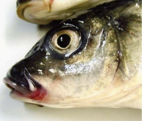 龍鳳鯉魚常見疾病預防：龍鳳鯉魚常見疾病及其預防措施