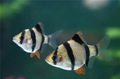 龍鳳鯉魚常見疾病預防：龍鳳鯉魚常見疾病及其預防措施