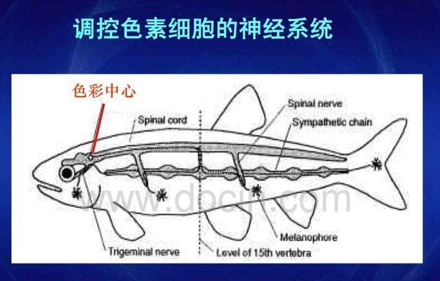龍魚怎么變色快：龍魚變色過程中的光照管理