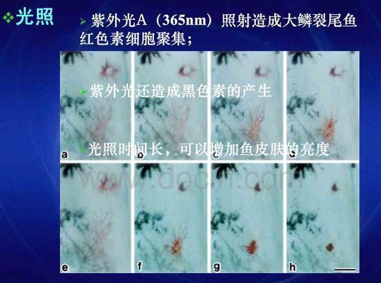 龍魚怎么變色快：龍魚變色過程中的光照管理