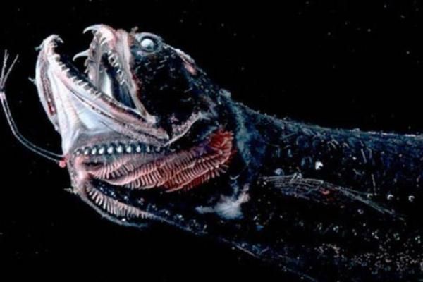 龍魚咬人是什么象征意義圖片：龍魚咬人的象征意義