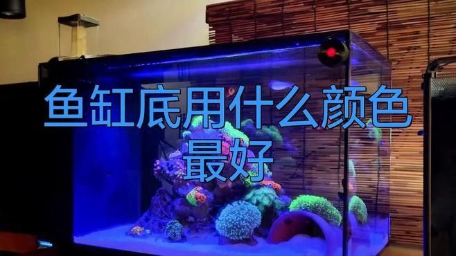 銀龍魚(yú)缸底用什么顏色