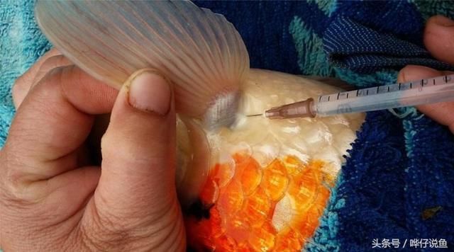 龍魚(yú)的溫度是多少合適：龍魚(yú)抗生素治療龍魚(yú)用什么抗生素治療龍魚(yú)疾病需注意