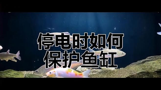龍魚缸停電了怎么辦