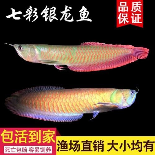 銀龍魚和金龍魚的價格