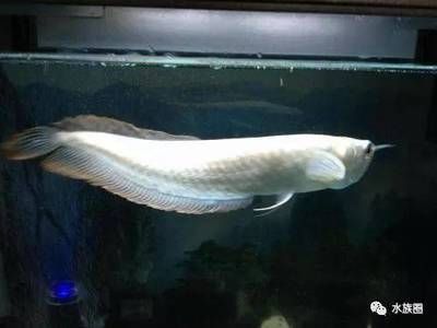 銀龍魚浮在水面是怎么回事（銀龍魚為什么會浮在水面上？）