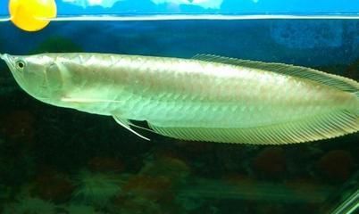 銀龍魚浮在水面是怎么回事（銀龍魚為什么會浮在水面上？）