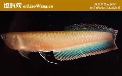 銀龍魚浮在水面是怎么回事（銀龍魚為什么會浮在水面上？）
