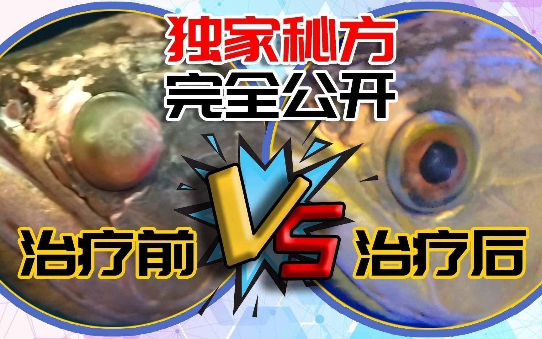 如何判斷龍魚蒙眼癥的嚴重程度？