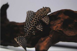 豹紋夫魚苗最佳水溫范圍，豹紋夫魚苗日常護理要點豹紋夫魚苗繁殖技巧分享