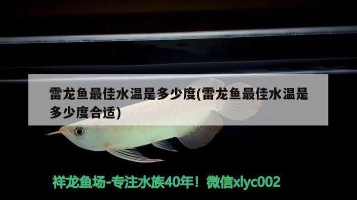 豹紋夫魚苗最佳水溫范圍，豹紋夫魚苗日常護理要點豹紋夫魚苗繁殖技巧分享