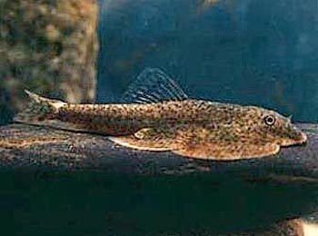 豹紋夫魚苗最佳水溫范圍，豹紋夫魚苗日常護理要點豹紋夫魚苗繁殖技巧分享