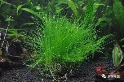 水草選擇與養護指南：水族箱內水草布局技巧，水草肥料選擇與使用方法
