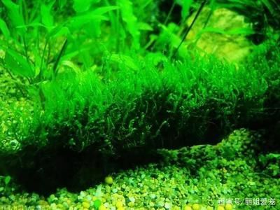 水草選擇與養護指南：水族箱內水草布局技巧，水草肥料選擇與使用方法