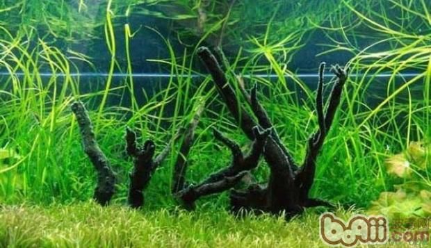 水草選擇與養護指南：水族箱內水草布局技巧，水草肥料選擇與使用方法