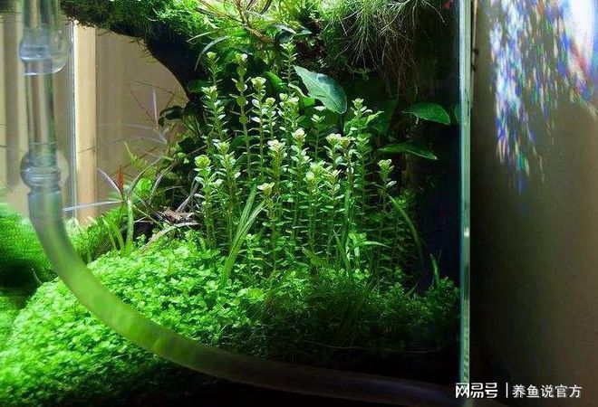 水草選擇與養護指南：水族箱內水草布局技巧，水草肥料選擇與使用方法