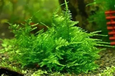 水草選擇與養護指南：水族箱內水草布局技巧，水草肥料選擇與使用方法