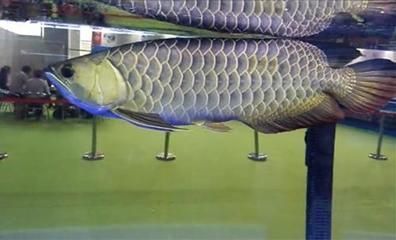 龍魚頭版如何調整（如何調整龍魚頭版）