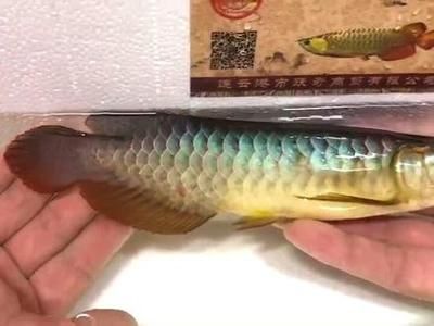 龍魚頭版如何調整（如何調整龍魚頭版）