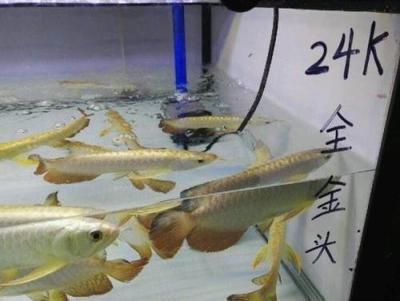 廣州紅龍魚魚苗批發電話，
