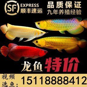 廣州紅龍魚魚苗批發電話，